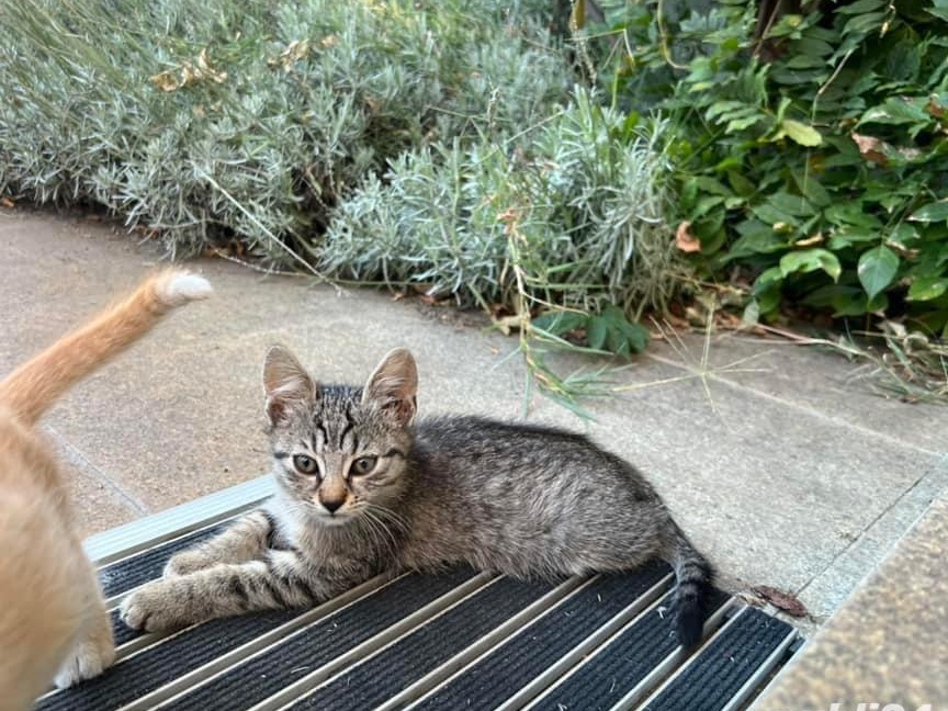 Dau in adoptie pisica