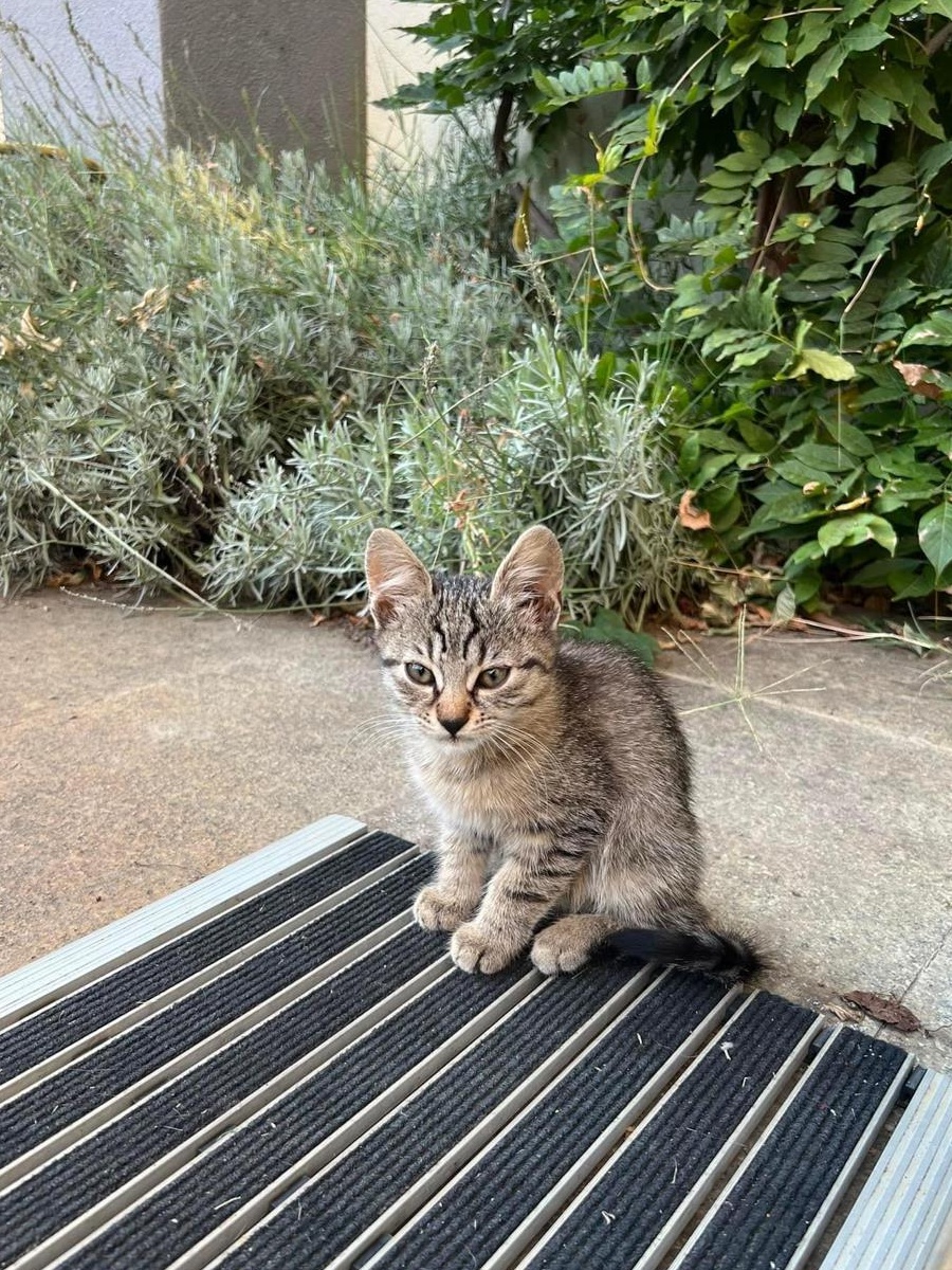 Dau in adoptie pisica