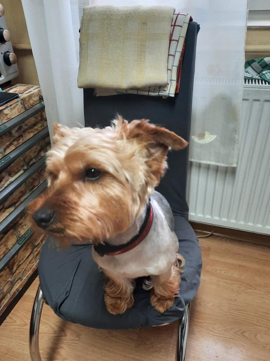 Dau la monta catel  yorkshire terier