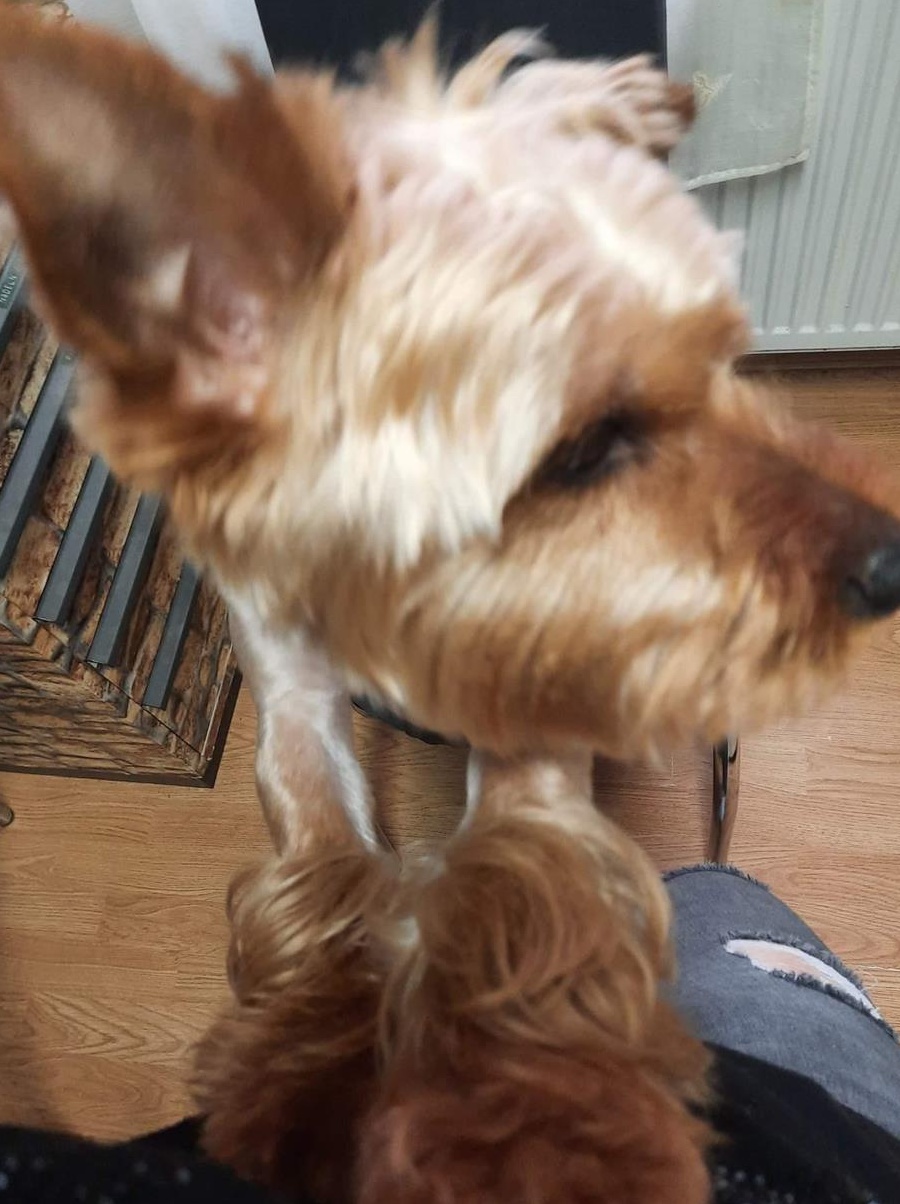 Dau la monta catel  yorkshire terier