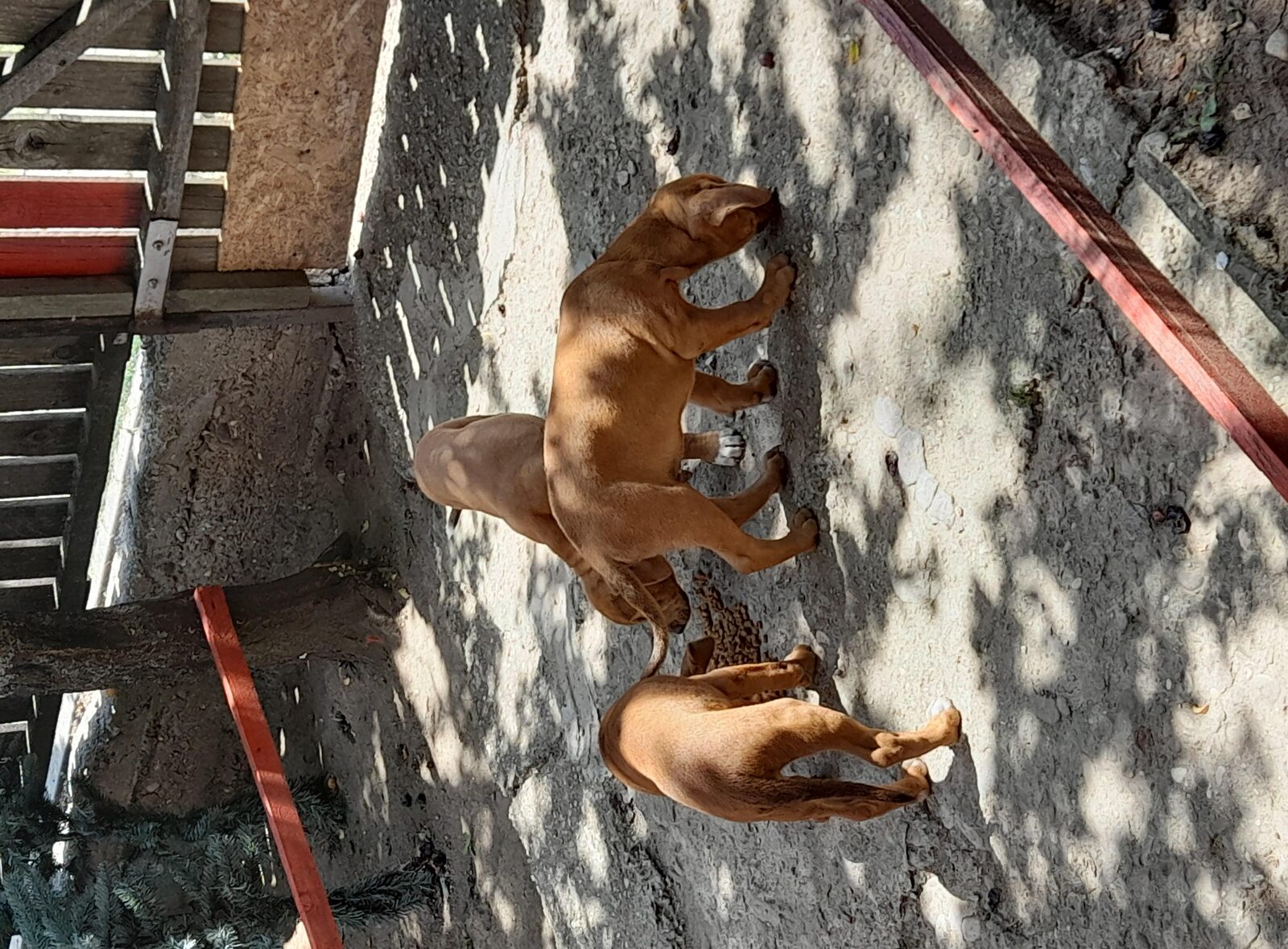 De vânzare 3 femele amstaff...