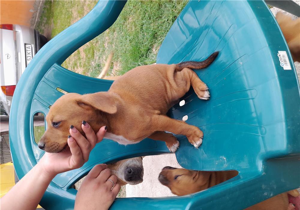 De vânzare 3 femele amstaff...