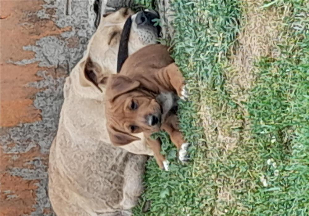 De vânzare 3 femele amstaff...