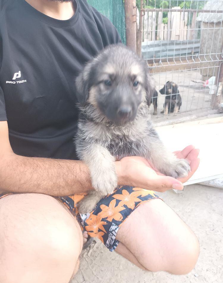De vânzare căței ciobănesc german