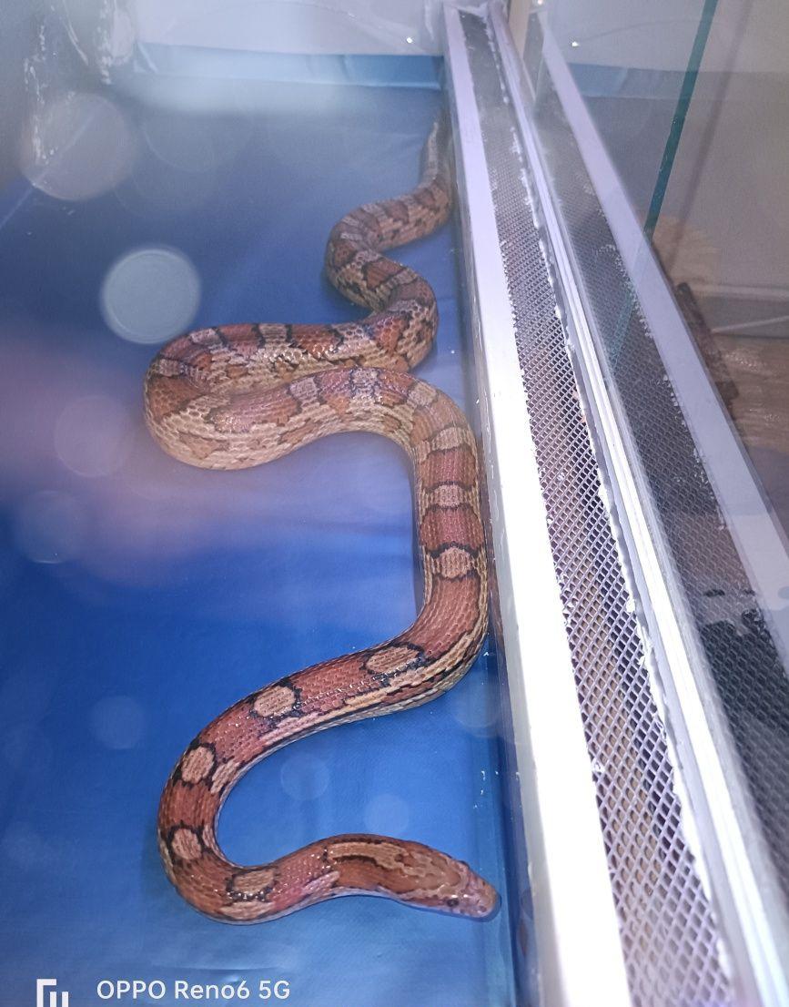 De vânzare Conrn snake