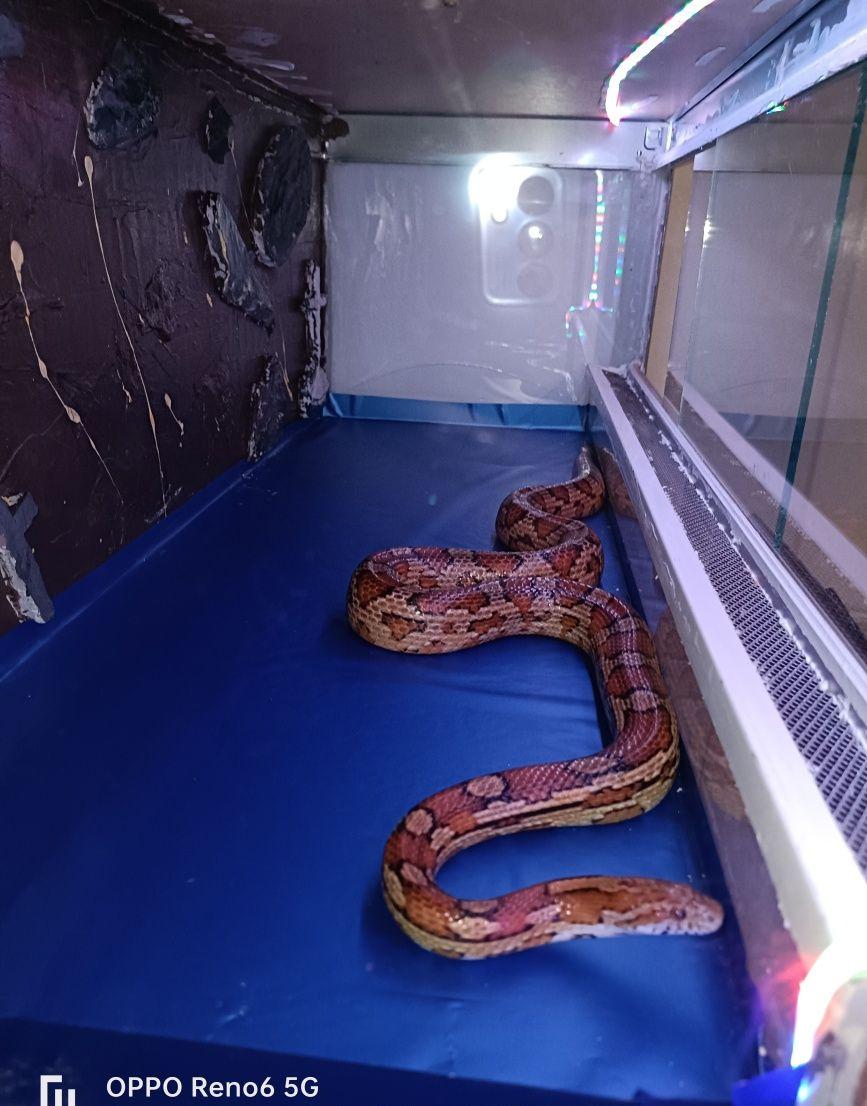De vânzare Conrn snake