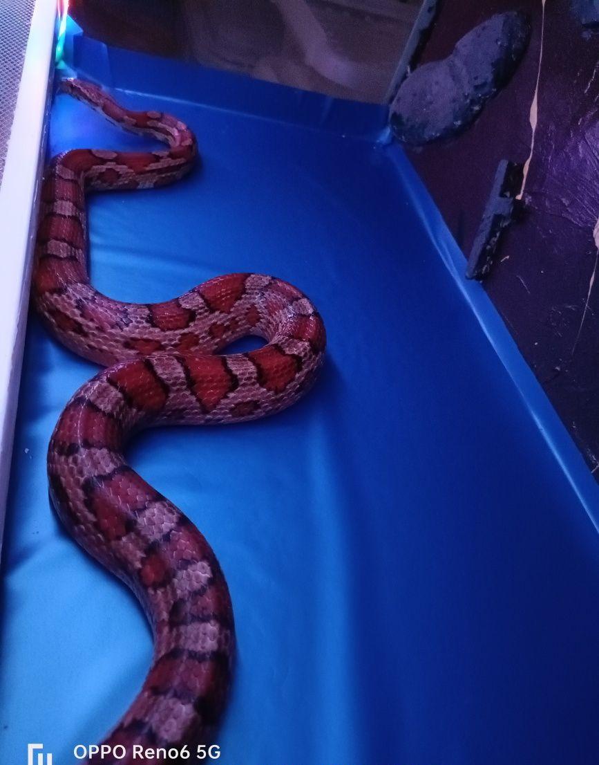 De vânzare Conrn snake