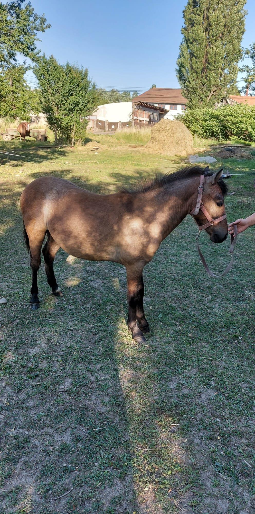 De vanzare ponei de talie mare