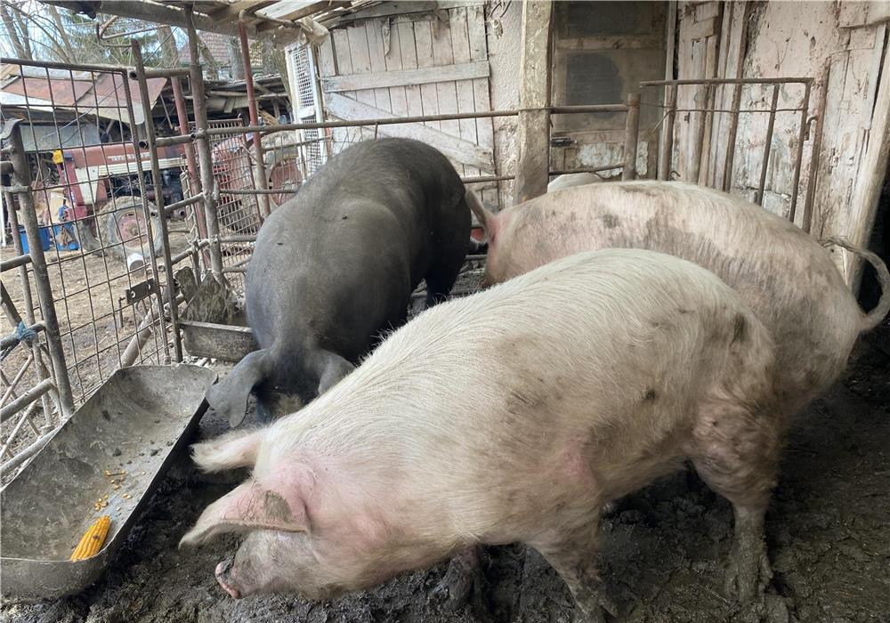 De vânzare porci