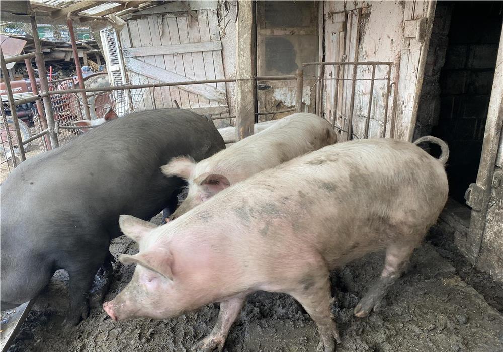 De vânzare porci