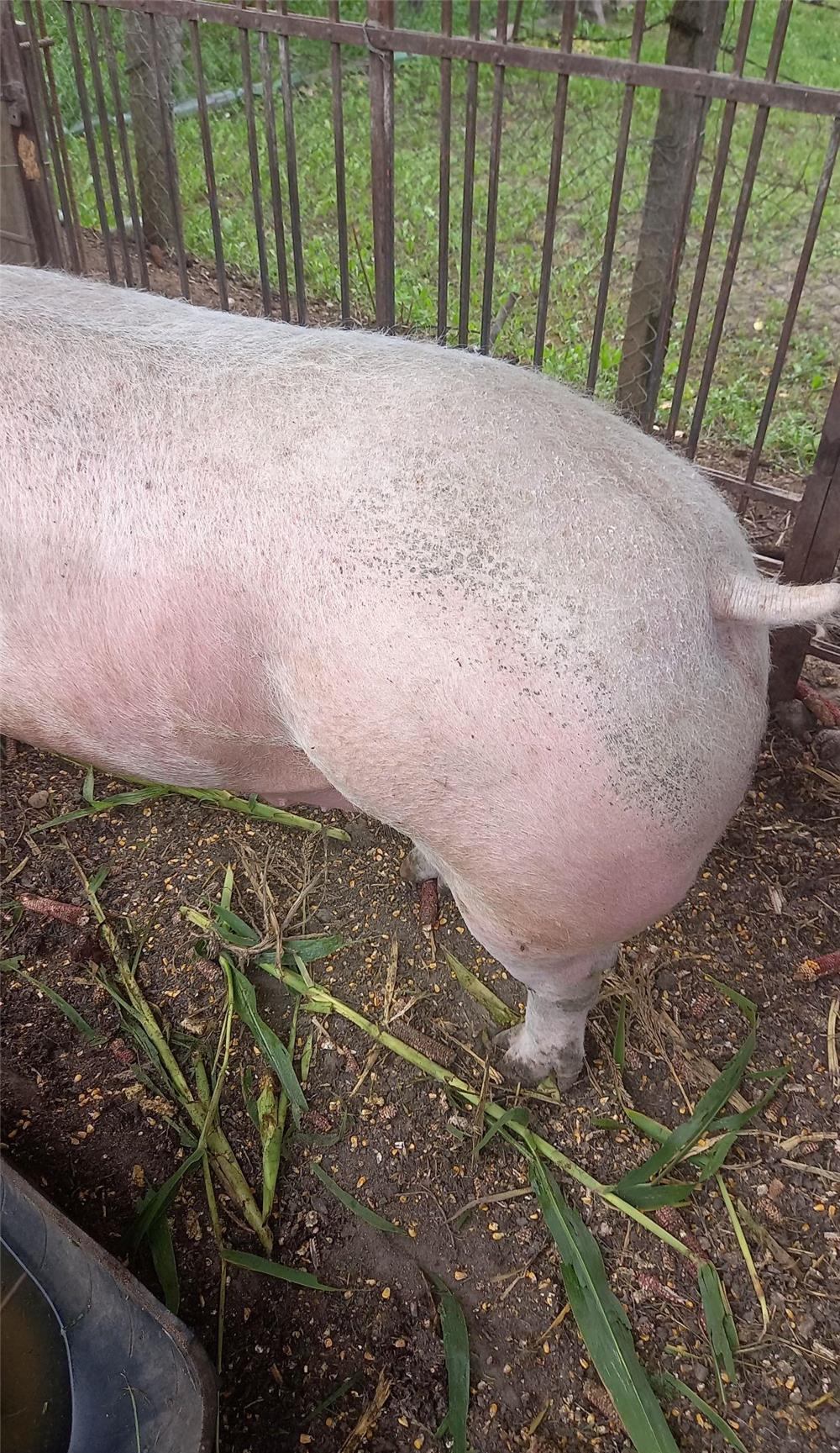 De vanzare porci și purcei