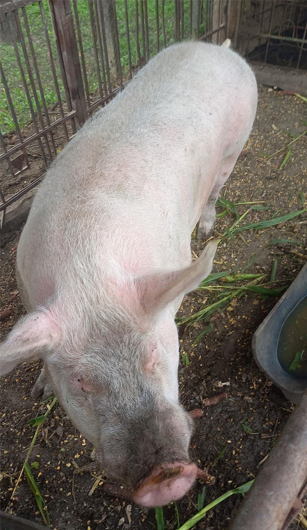 De vanzare porci și purcei