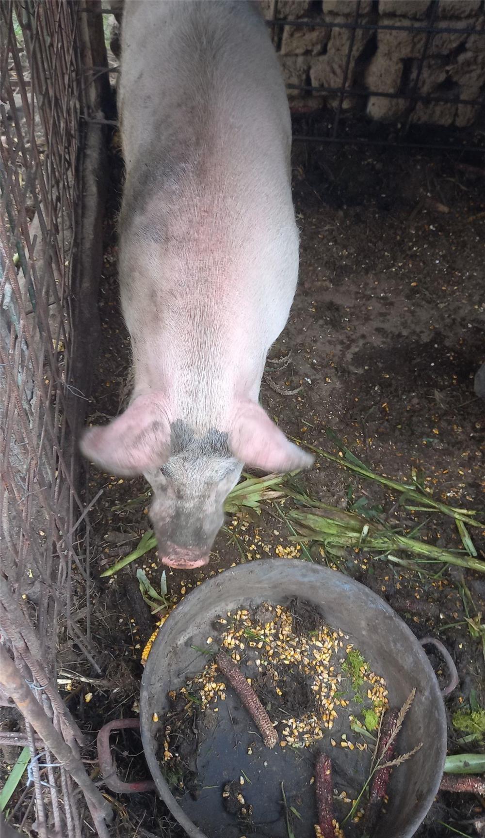 De vanzare porci și purcei