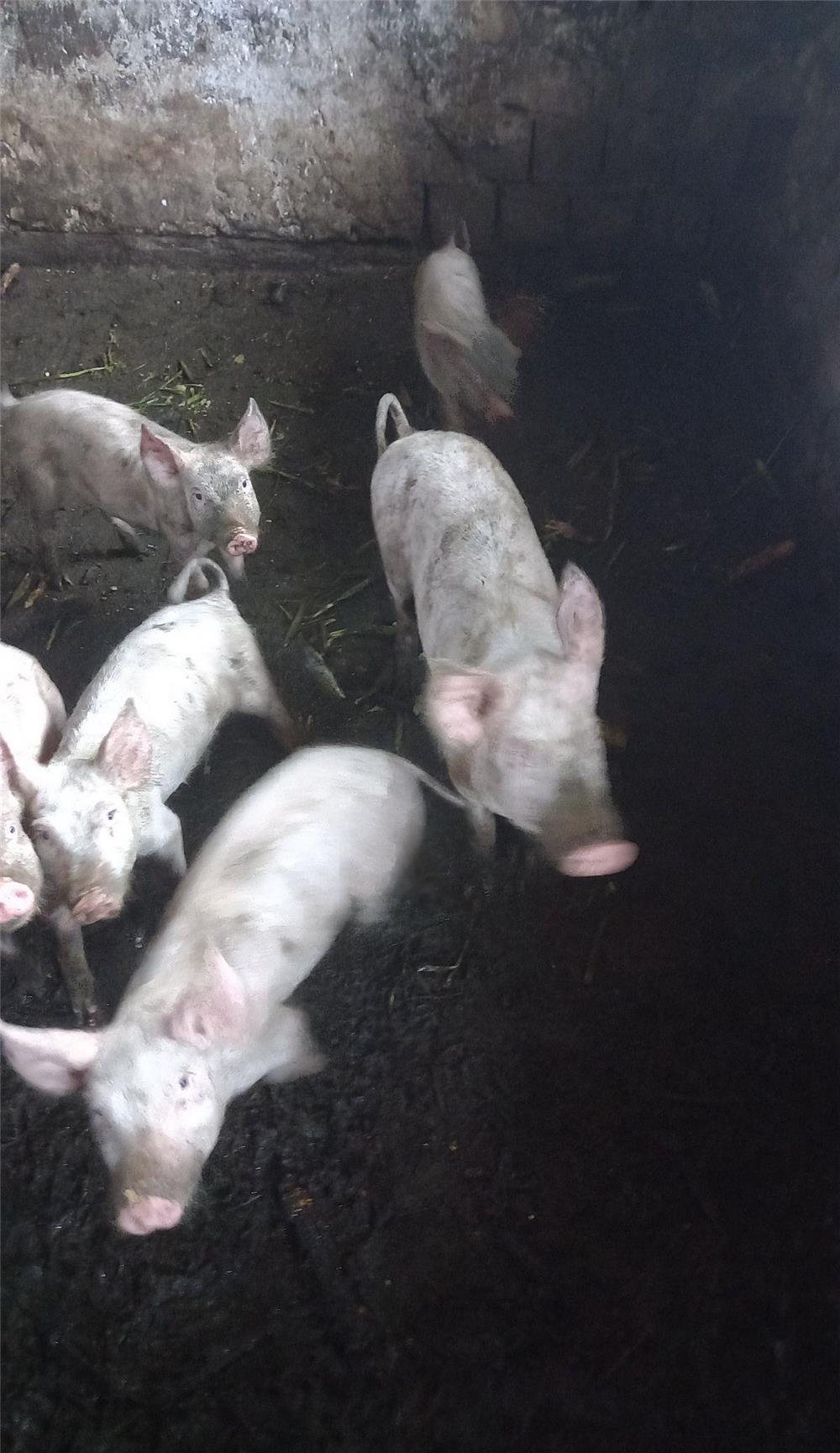De vanzare porci și purcei
