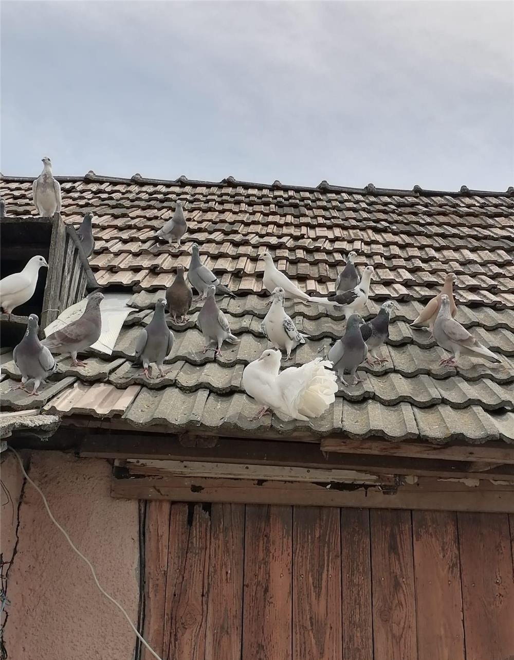 De vânzare porumbei.