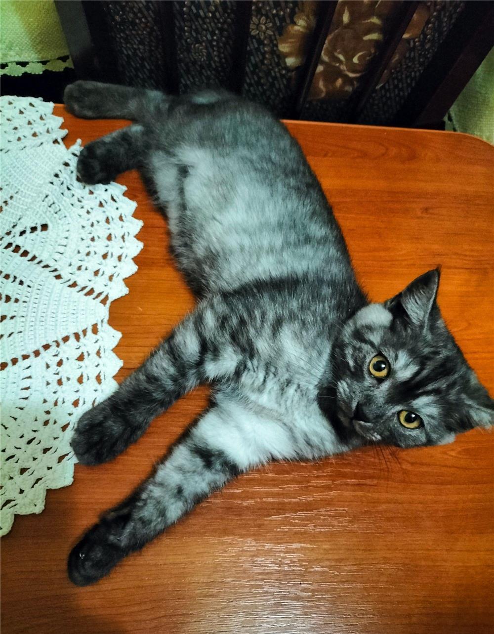 De vanzare pui British Shorthair