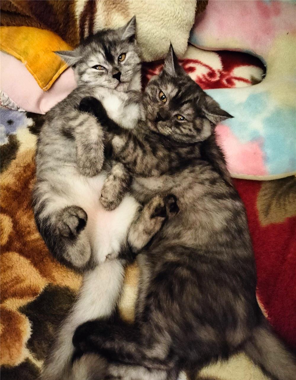 De vanzare pui British Shorthair