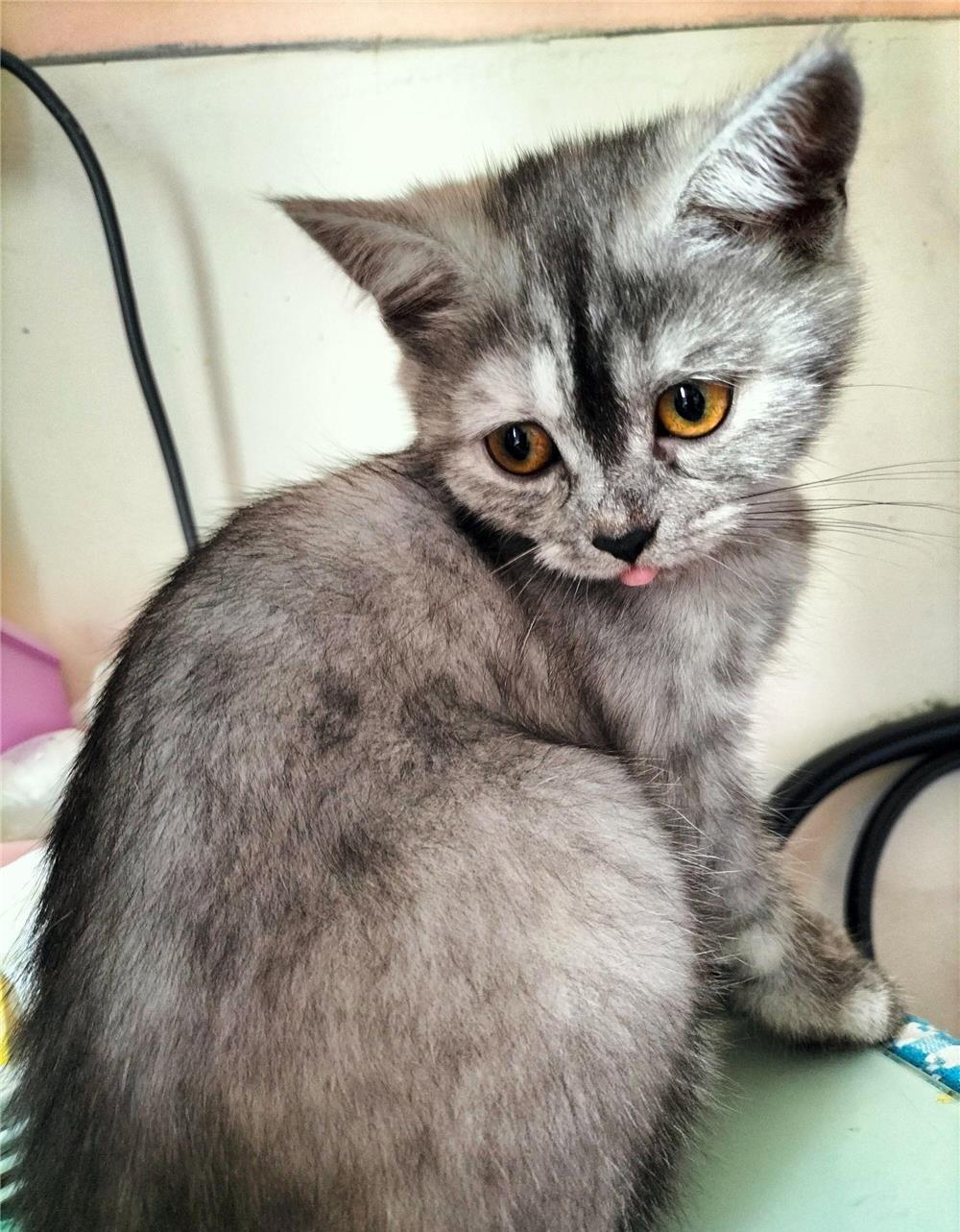 De vanzare pui British Shorthair