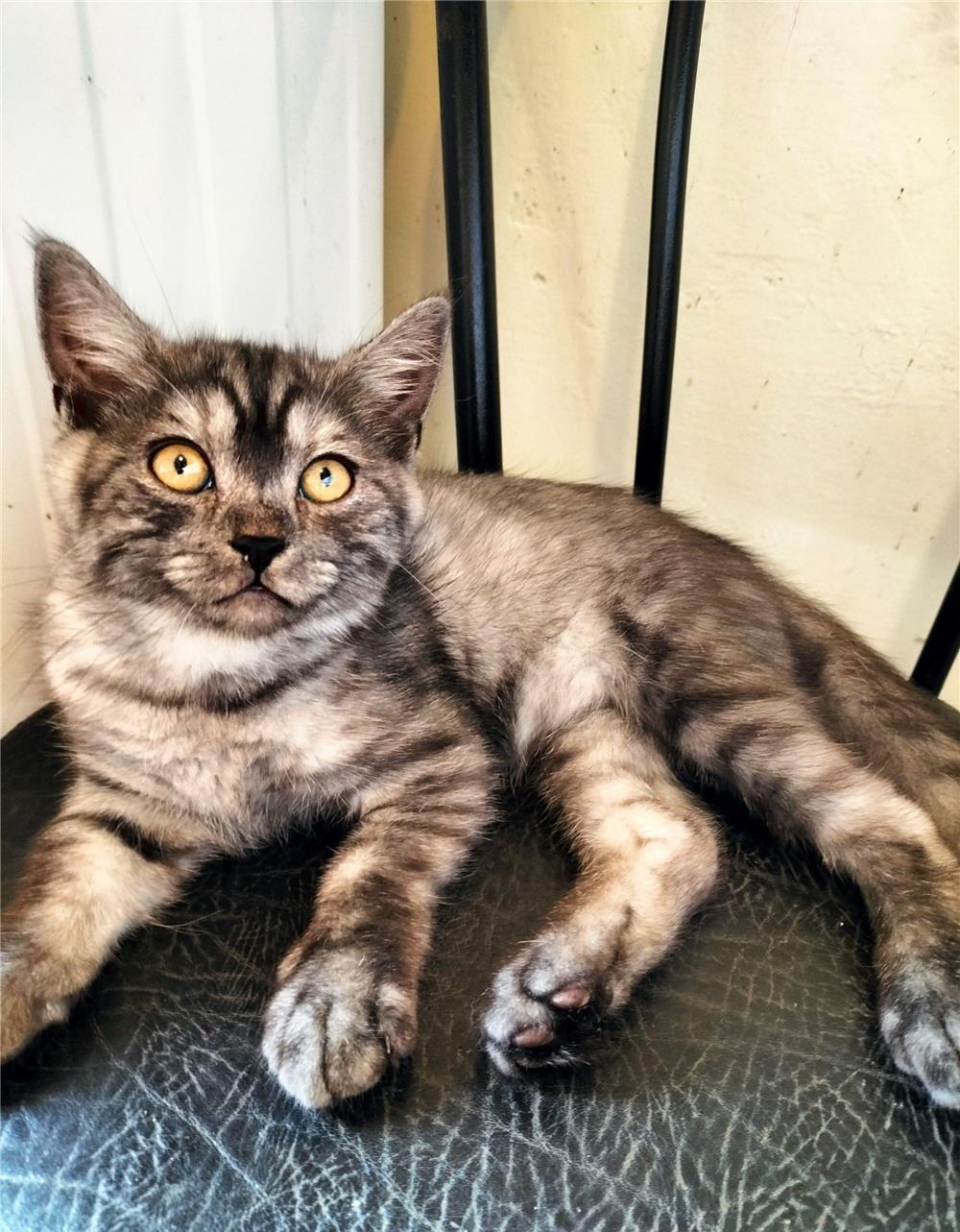 De vanzare pui British Shorthair