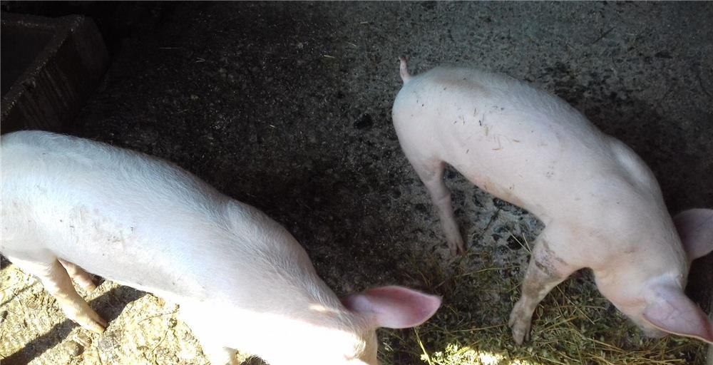 De vanzare Purcei frumoși de carne