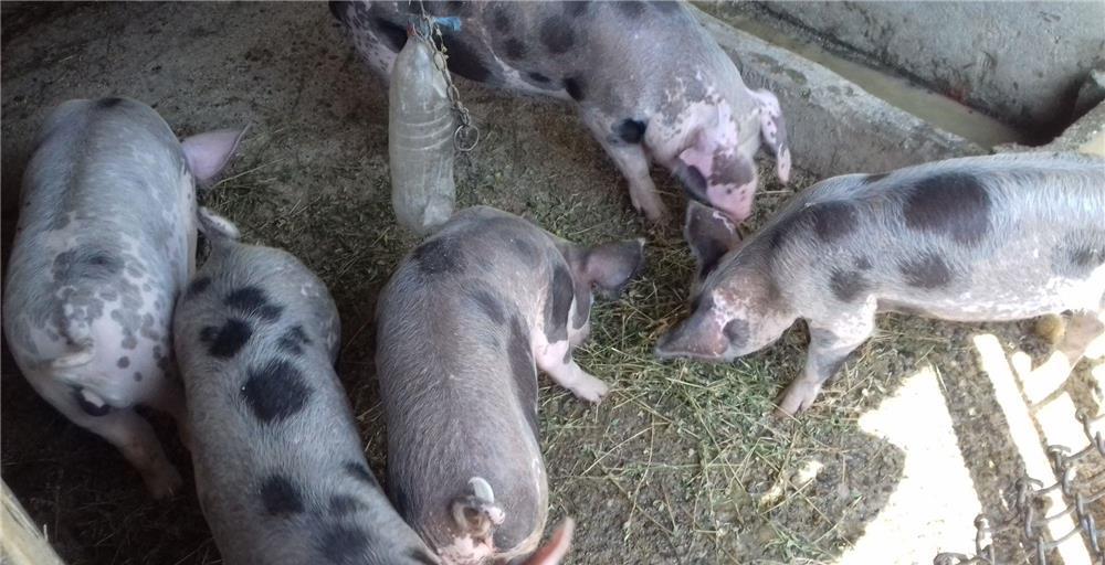 De vanzare Purcei frumoși de carne