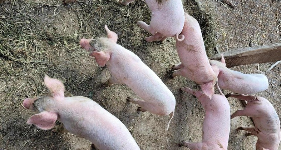 De vânzare purcei obținuți din monta artificiala cu Pietrain