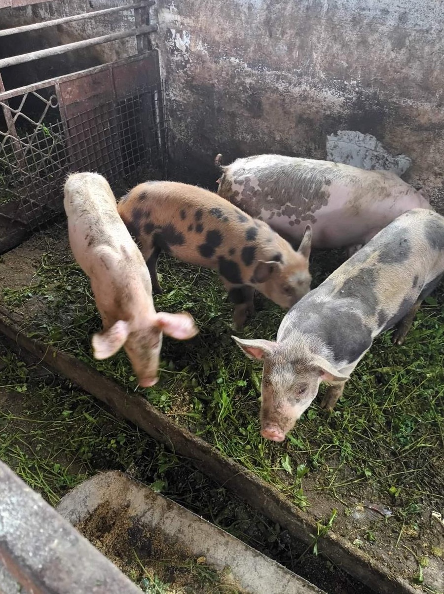 De vânzare soldani și scroafa