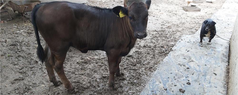 De vânzare vițica în vârstă de 3 luni