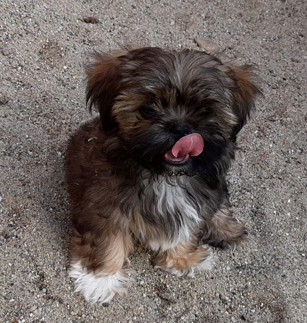 de vinzare shih tzu
