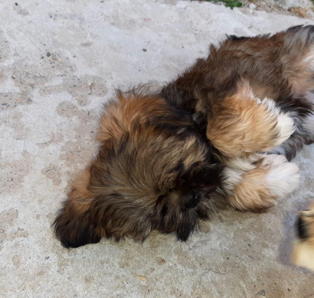 de vinzare shih tzu