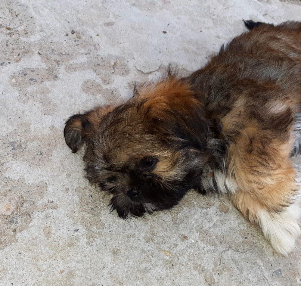 de vinzare shih tzu