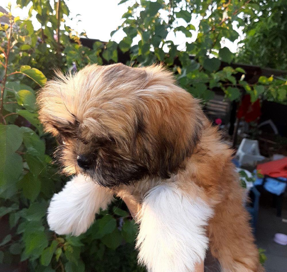 de vinzare shih tzu