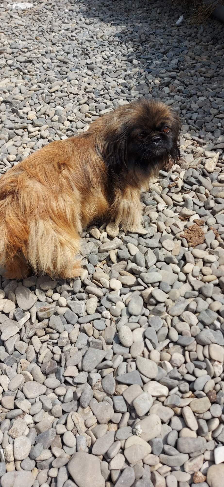 Disponibil 1 mascul pechinez imperial , 2 femele si un pui d 2 luni pechinez.Vaccin la zi si carnete