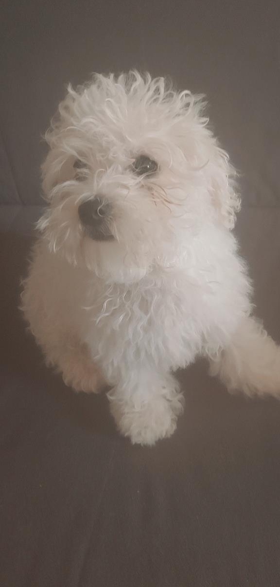 Disponibil bisoni maltezi
