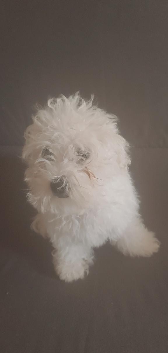 Disponibil bisoni maltezi