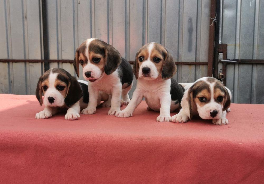 Disponibil catei Beagle cu Pedigre