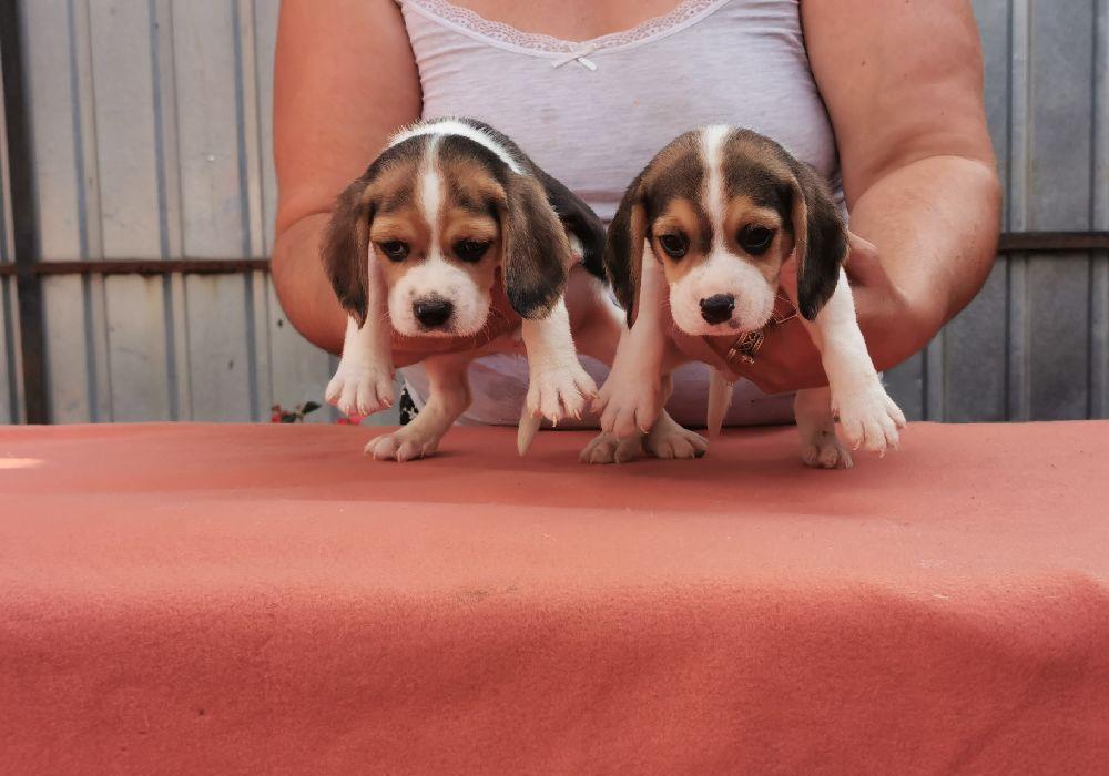 Disponibil catei Beagle cu Pedigre