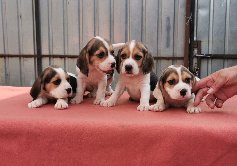 Disponibil catei Beagle cu Pedigre