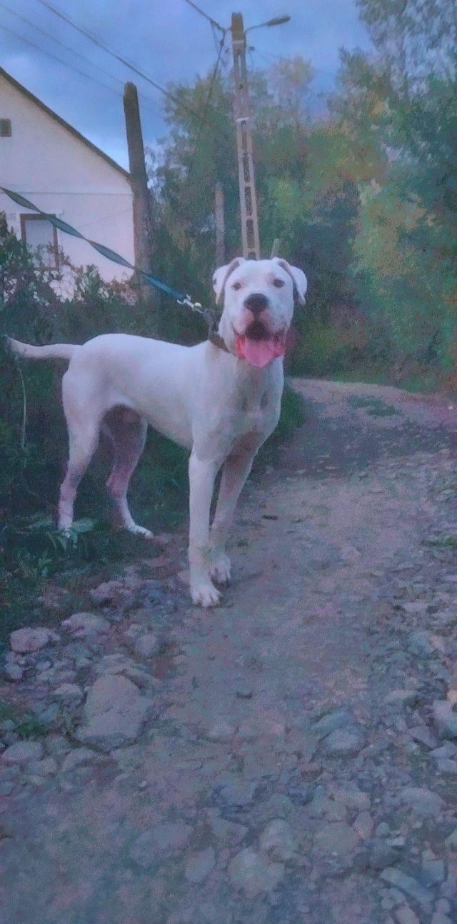 Disponibil dog argentinian cu pedigree