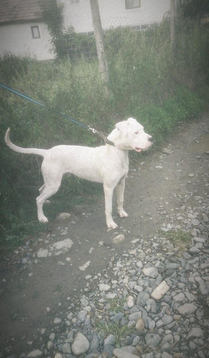 Disponibil dog argentinian cu pedigree