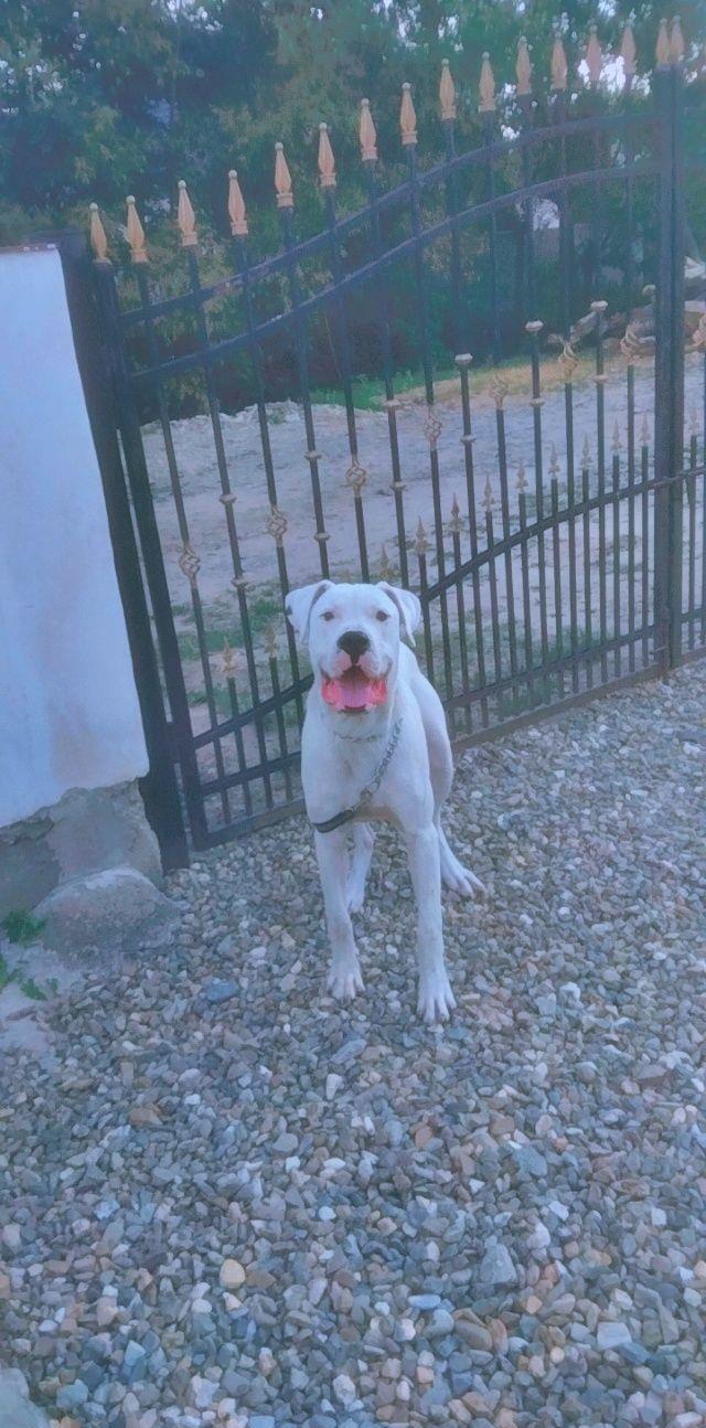 Disponibil dog argentinian cu pedigree