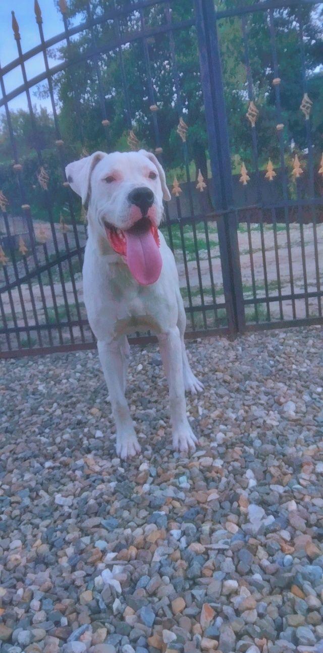 Disponibil dog argentinian cu pedigree