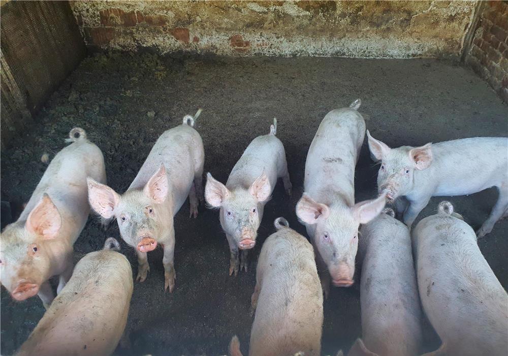 disponibil porci