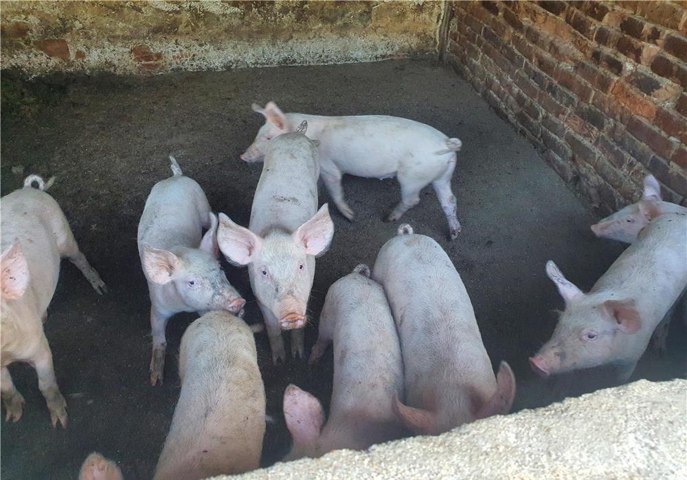 disponibil porci