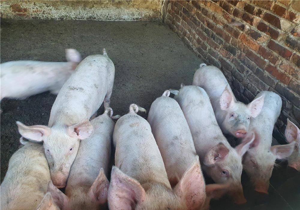 disponibil porci