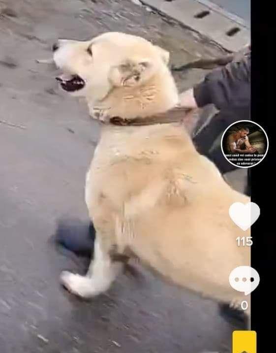 disponibilă femelă Asia centrală