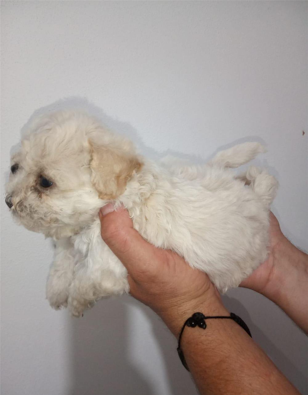 Disponibili bichoni frise