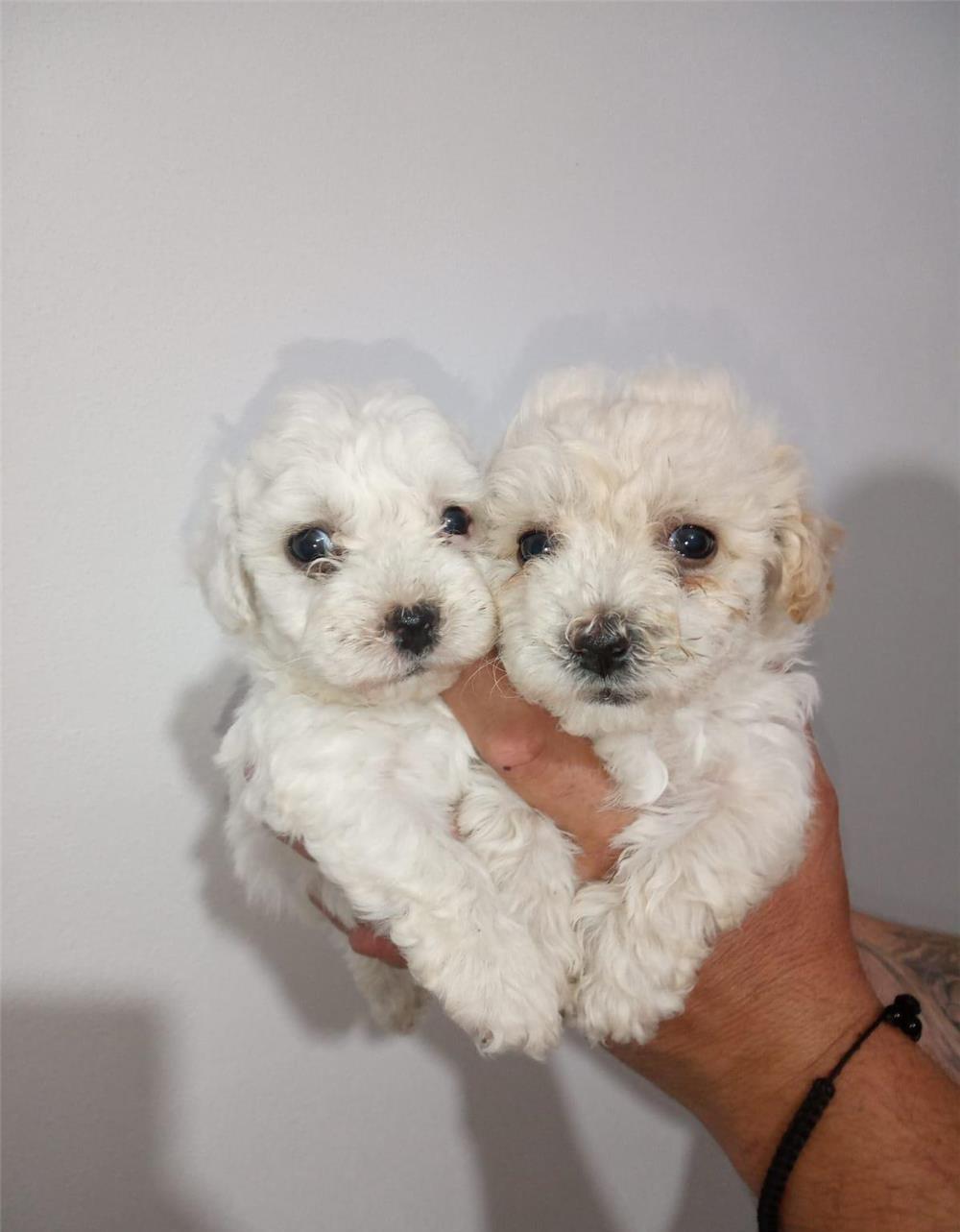Disponibili bichoni frise