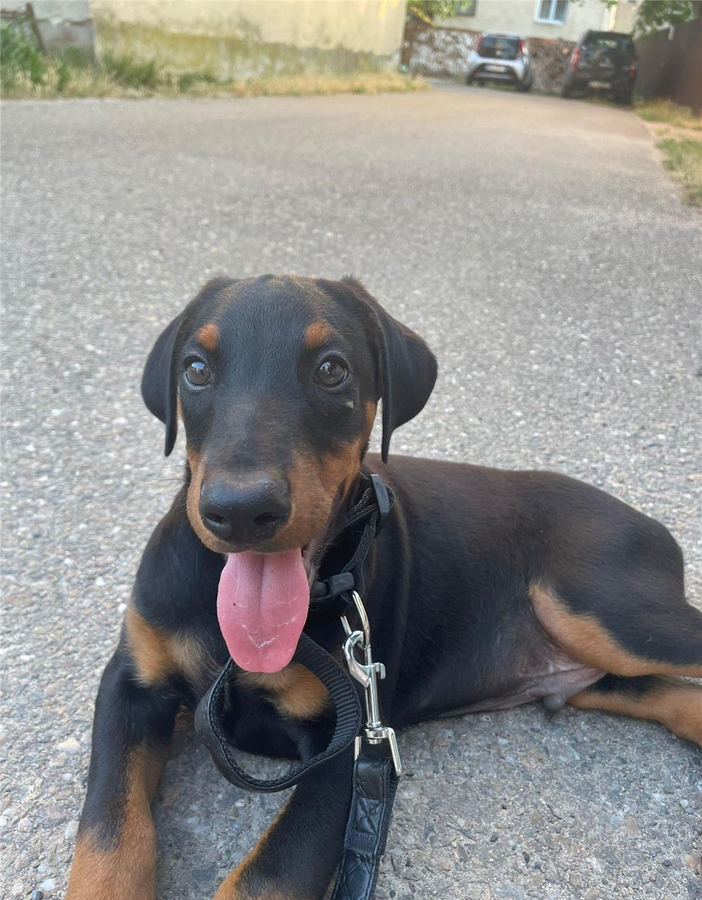 Doberman de vanzare