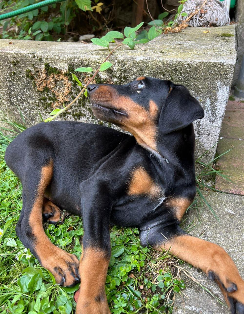 Doberman de vanzare